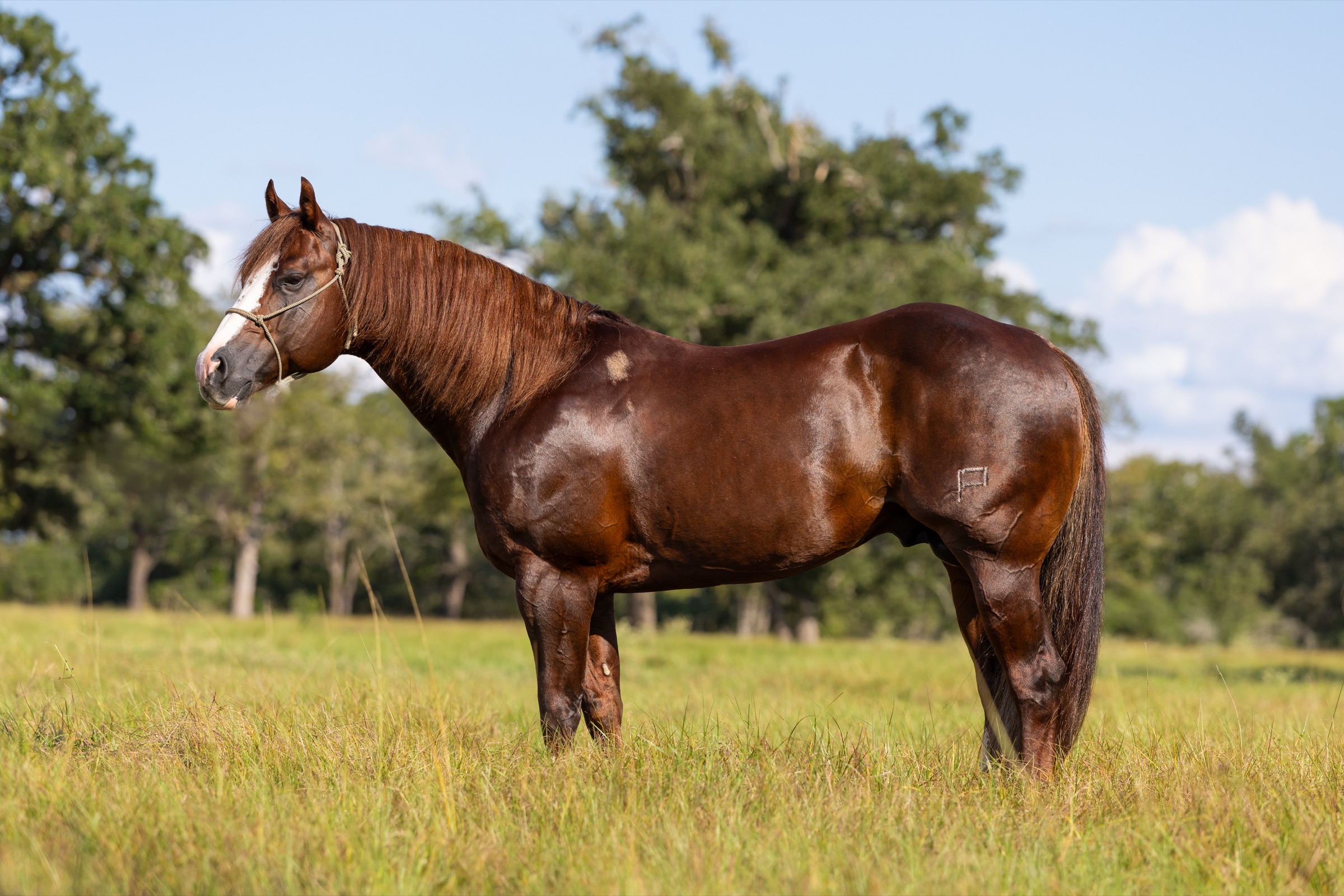 Pepinstep standing in the pasture, full conformation